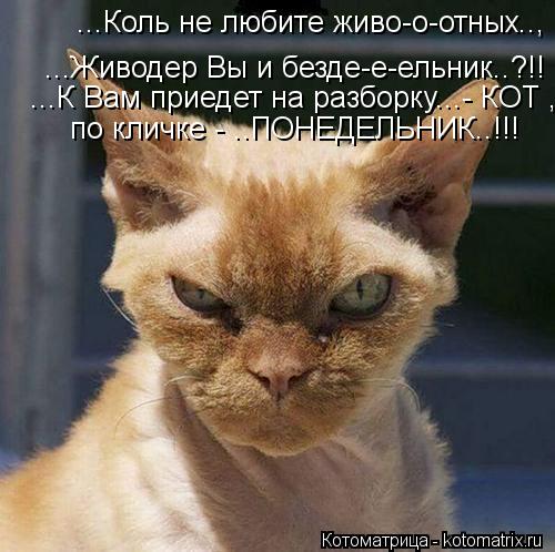 Котоматрица: ...Коль не любите живо-о-отных.., ...Живодер Вы и безде-е-ельник..?!! ...К Вам приедет на разборку...- КОТ , по кличке - ..ПОНЕДЕЛЬНИК..!!!