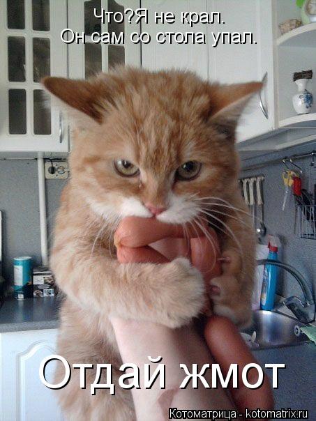 Котоматрица: Что?Я не крал. Он сам со стола упал. Отдай жмот