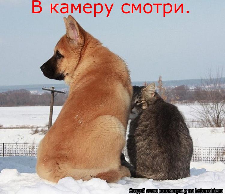 Котоматрица: В камеру смотри.