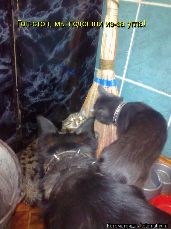 Котоматрица: Гоп-стоп, мы подошли из-за угла! Гоп-стоп, мы подошли из-за угла!
