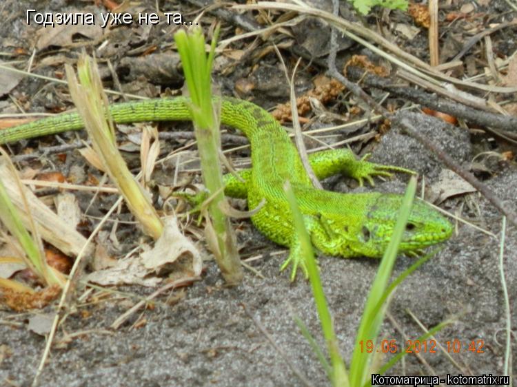 Годзила уже не та...... Котоматрица: Годзила уже не та...