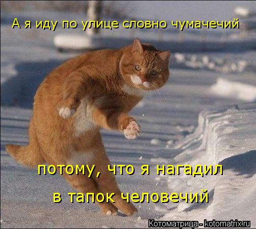 Котоматрица: А я иду по улице словно чумачечий потому, что я нагадил  в тапок человечий
