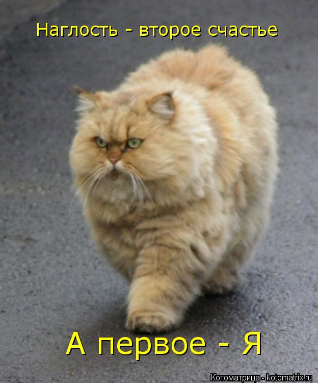 Котоматрица: Наглость - второе счастье А первое - Я