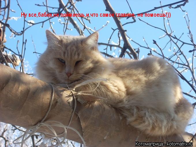 Котоматрица: Ну все,бабка,не поймаешь,и что самое главное, не помоешь!))