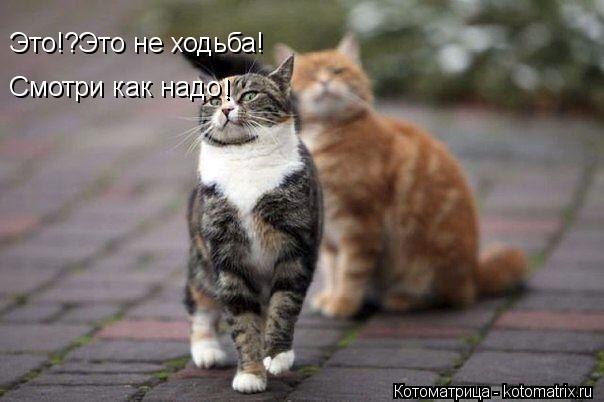 Котоматрица: Это!?Это не ходьба! Смотри как надо ! !