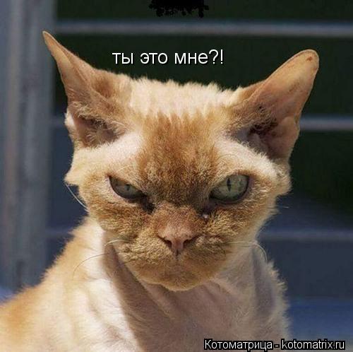 Котоматрица: ты это мне?!