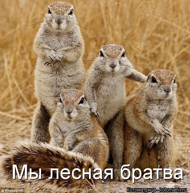 Мы лесная братва... Котоматрица: Мы лесная братва