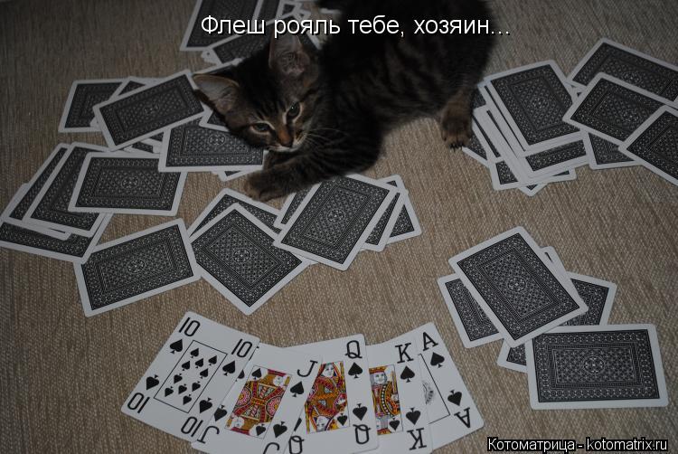 Котоматрица: Флеш рояль тебе, хозяин...