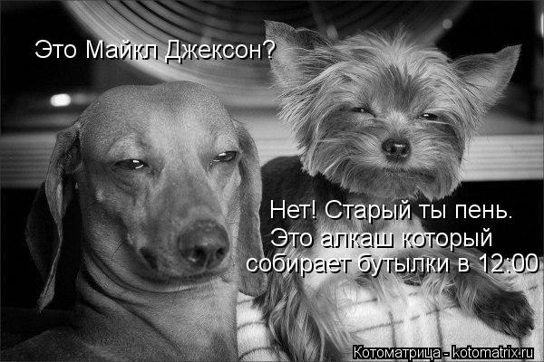 Котоматрица: Это Майкл Джексон? Нет! Старый ты пень.  Это алкаш который  собирает бутылки в 12:00 ОБЩАЯ МЫСЛЬ: Пора спаааааать... хр-хр-хр...
