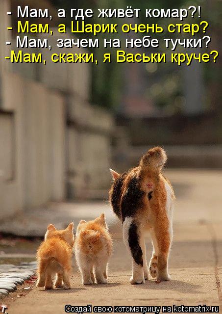Котоматрица: - Мам, а где живёт комар?! - Мам, а Шарик очень стар? - Мам, зачем на небе тучки? -Мам, скажи, я Васьки круче?