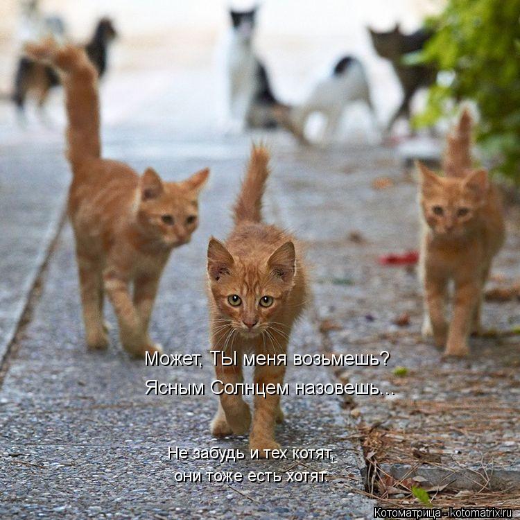 Котоматрица: Может, ТЫ меня возьмешь? Ясным Солнцем назовешь... они тоже есть хотят. Не забудь и тех котят,