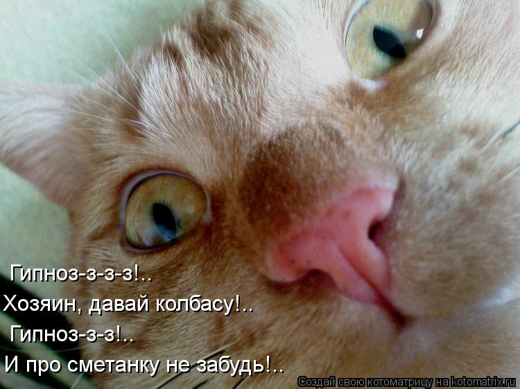 Котоматрица: Гипноз-з-з-з!.. Хозяин, давай колбасу!.. Гипноз-з-з!.. И про сметанку не забудь!..