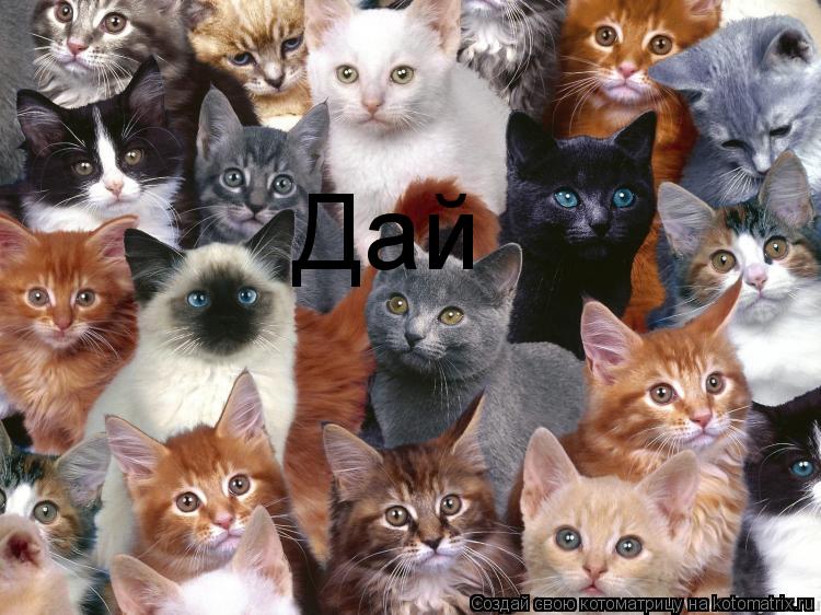 Котоматрица: Дай