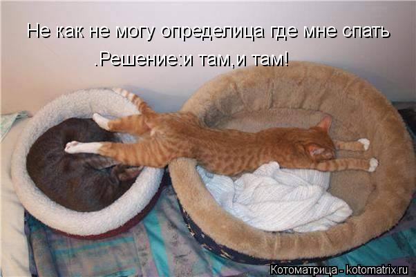 Котоматрица: Не как не могу определица где мне спать .Решение:и там,и там!