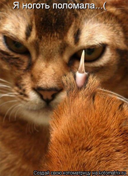 Котоматрица: Я ноготь поломала...(