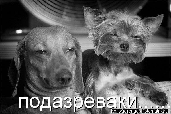 Котоматрица: подазреваки........