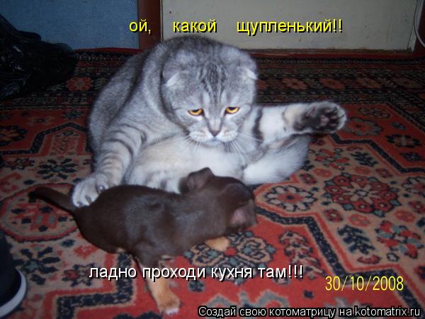 Котоматрица: ладно проходи кухня там!!! ой,    какой    щупленький!!