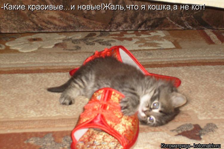Котоматрица: -Какие красивые...и новые!Жаль,что я кошка,а не кот!