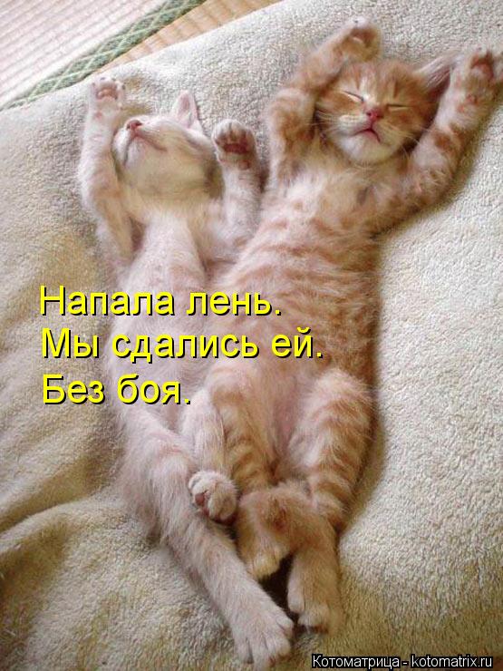 Котоматрица: Напала лень. Мы сдались ей. Без боя.