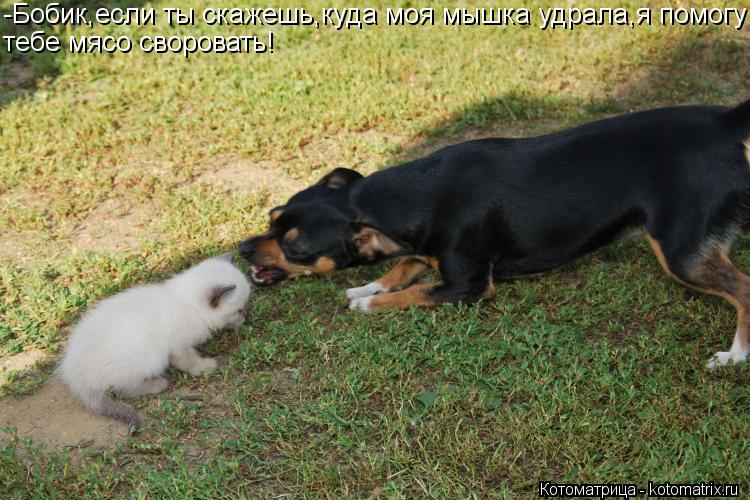 Котоматрица: -Бобик,если ты скажешь,куда моя мышка удрала,я помогу тебе мясо своровать!