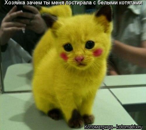 Котоматрица: Хозяйка зачем ты меня постирала с белыми котятами