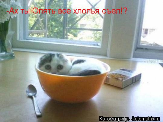 Котоматрица: -Ах ты!Опять все хлопья съел!?