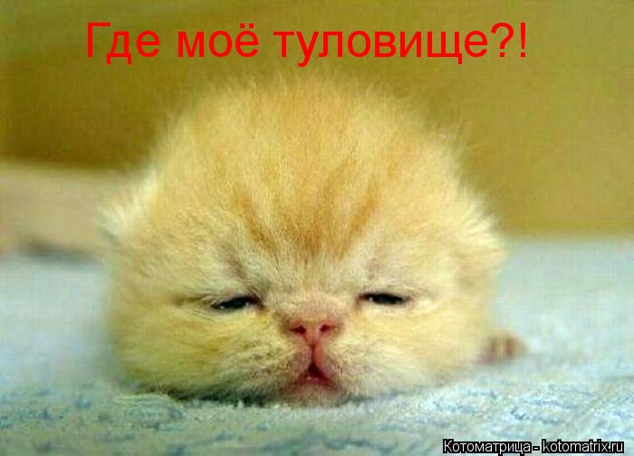 Котоматрица: Где моё туловище?!