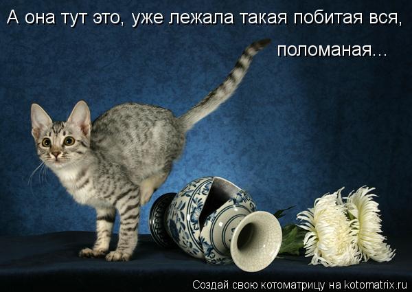 Котоматрица: А она тут это, уже лежала такая побитая вся, поломаная...
