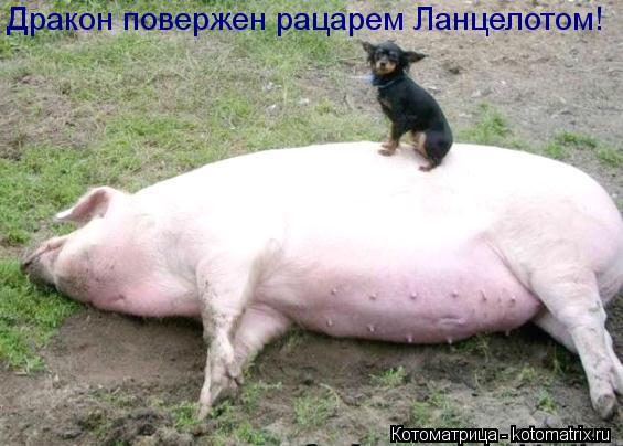 Котоматрица: Дракон повержен рацарем Ланцелотом!