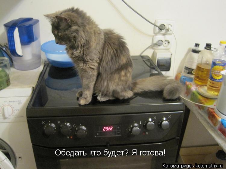 Обедать кто будет? Я готова!... Котоматрица: Обедать кто будет? Я готова!