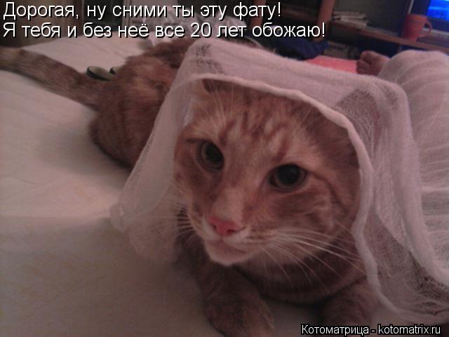Котоматрица: Я тебя и без неё все 20 лет обожаю!  Дорогая, ну сними ты эту фату!  Я тебя и без неё все 20 лет обожаю! Я тебя и без неё все 20 лет обожаю!
