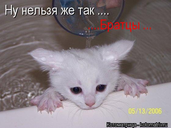 Котоматрица: Ну нельзя же так .... ....Братцы ...