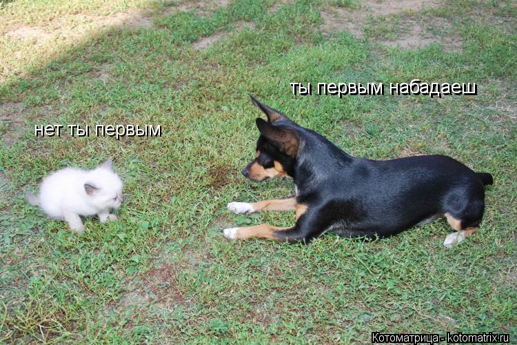 Котоматрица: ты первым набадаеш ты первым набадаеш нет ты первым