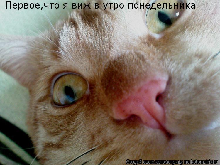 Котоматрица: Первое,что я виж в утро понедельника