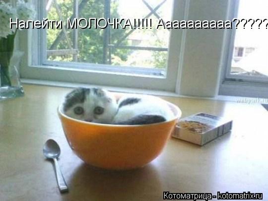 Котоматрица: Налейти МОЛОЧКА!!!!! Аааааааааа??????