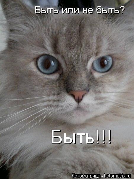 Котоматрица: Быть или не быть? Быть!!!
