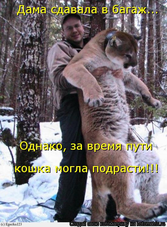 Котоматрица: Дама сдавала в багаж...  Однако, за время пути  кошка могла подрасти!!!