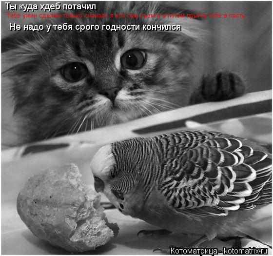 Котоматрица: Ты куда хдеб потачил Тебе ужин сделаю только сначало я его сам съем и а потом прыгну тебе в пасть  Не надо у тебя срого годности кончился