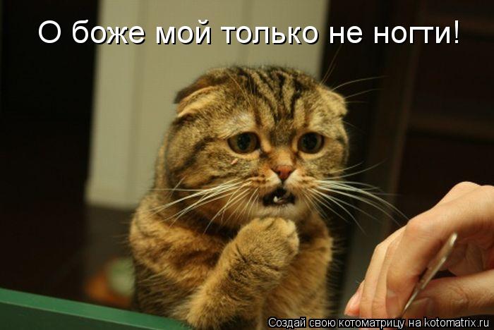 Котоматрица: О боже мой только не ногти!