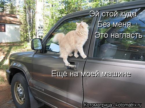 Котоматрица: Эй стой куда Без меня  Это нагласть Ещё на моей машине