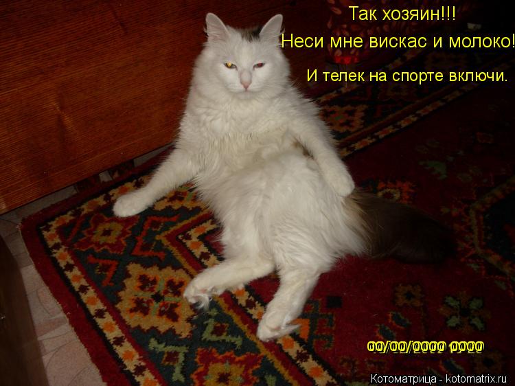 Котоматрица: Неси мне вискас и молоко! Так хозяин!!! И телек на спорте включи. 00/00/0000 0000 00/00/0000 0000