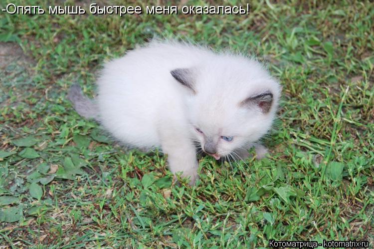 Котоматрица: -Опять мышь быстрее меня оказалась!
