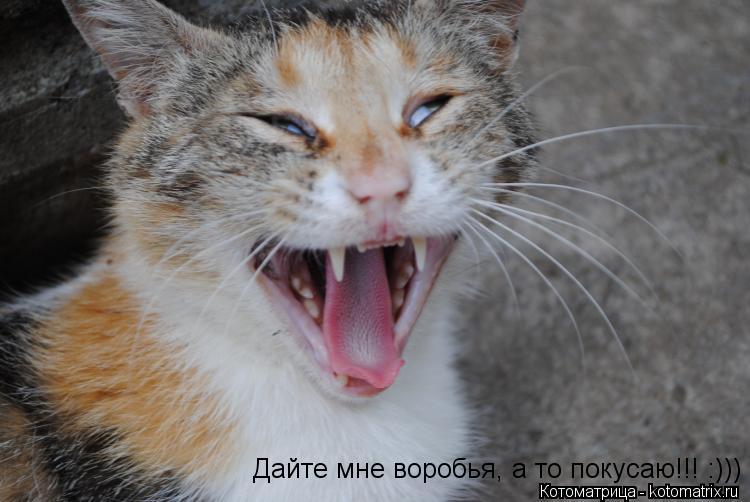 Котоматрица: Дайте мне воробья, а то покусаю!!! :)))