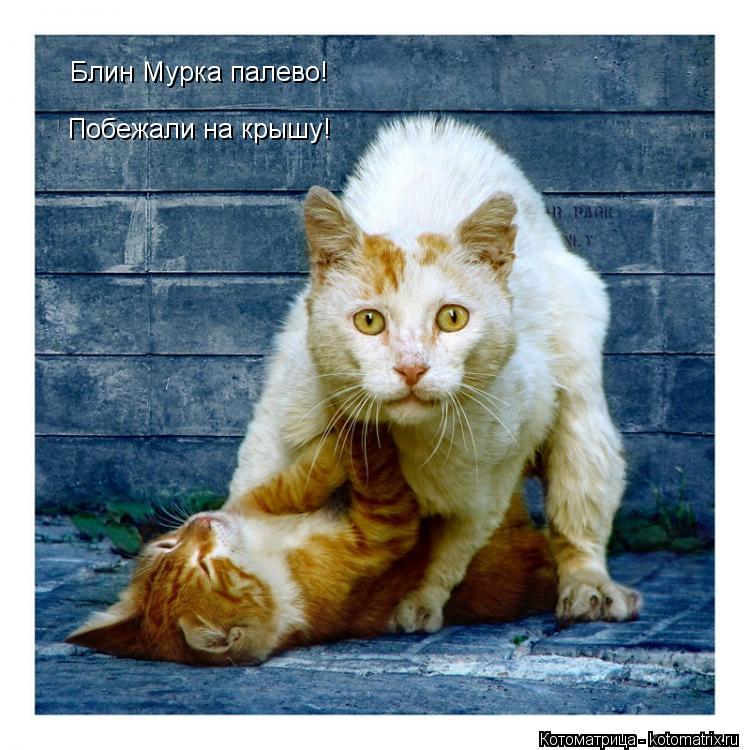 Котоматрица: Блин Мурка палево! Побежали на крышу!