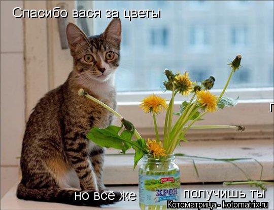 Спасибо вася за цветы но всё же получишь ты получишь ты... Котоматрица: Спасибо вася за цветы но всё же получишь ты получишь ты