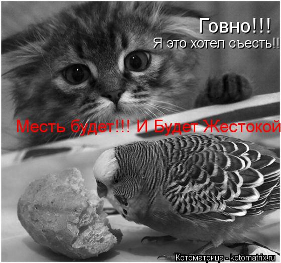 Котоматрица: Говно!!! Я это хотел съесть!!! Месть будет!!! И Будет Жестокой.