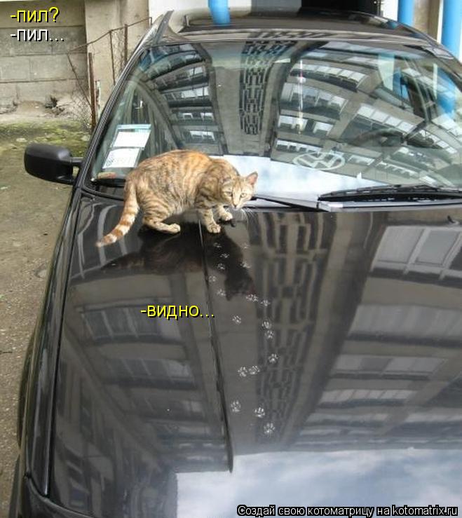 Котоматрица: -пил? -пил... -видно...