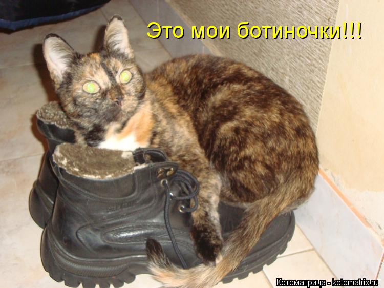 Котоматрица: Это мои ботиночки!!!