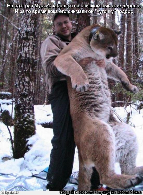 Котоматрица: На этот раз Мурзик забрался на слишком высокое дерево.  И за то время пока его снимали он "чуточку" подрос.