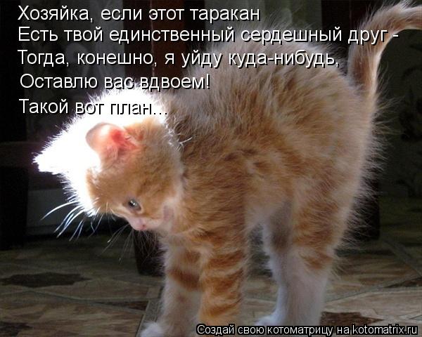 Котоматрица: Хозяйка, если этот таракан  Есть твой единственный сердешный друг - Тогда, конешно, я уйду куда-нибудь, Оставлю вас вдвоем! Такой вот план...